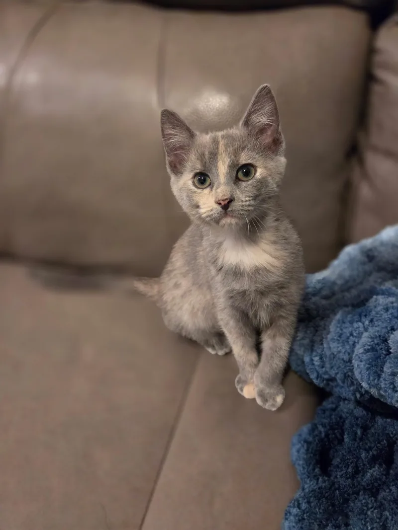 A baby medium-sized female Dilute Tortoiseshell Domestic Short Hair cat named Cornelia for adoption in Wilmington, NC