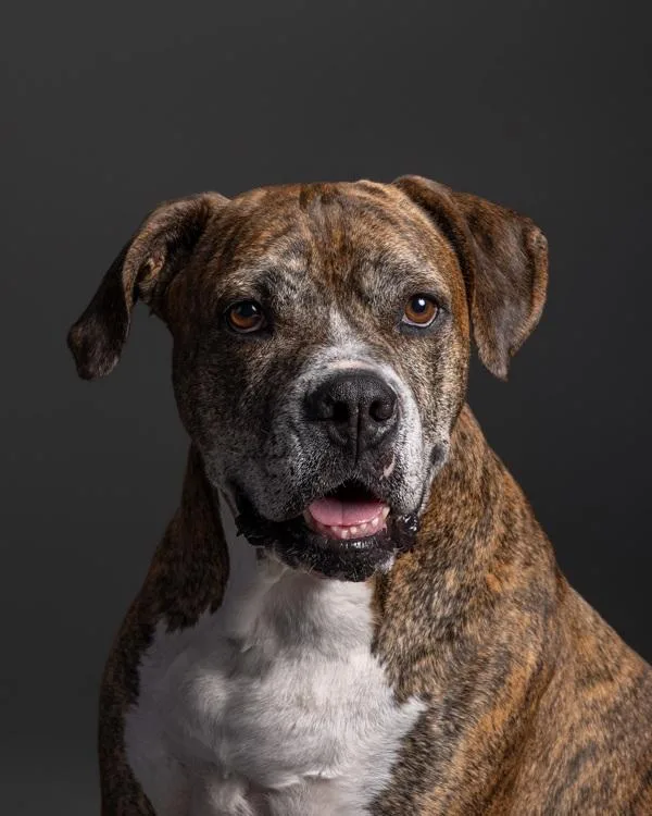 A senior large-sized male Mixed Breed dog named Milo for adoption in Austin, TX