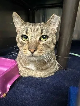 An adult medium-sized male Tabby (Tiger Striped) Domestic Short Hair cat named Tomahawk for adoption in Williamsport, PA