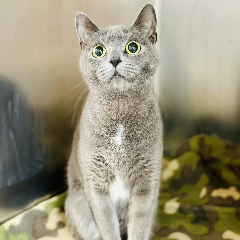 An adult medium-sized female Gray / Blue / Silver Domestic Short Hair cat named Titi for adoption in Jackson, NJ