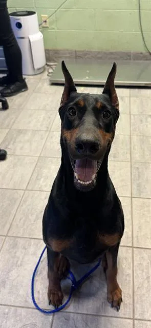 An adult large-sized female Doberman Pinscher dog named Guinevere for adoption in Grand Prairie, TX