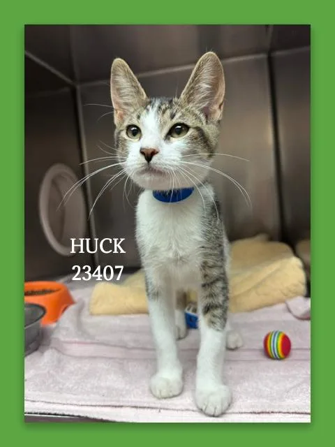 A young small-sized male Gray & White Domestic Short Hair cat named Huck for adoption in Marietta, GA