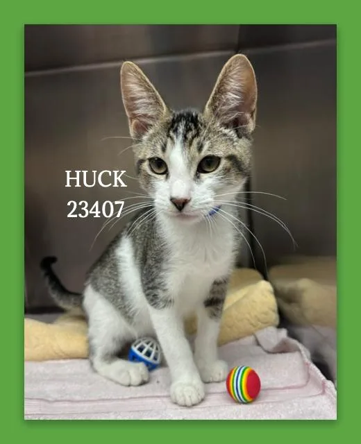 Huck thumbnail 2