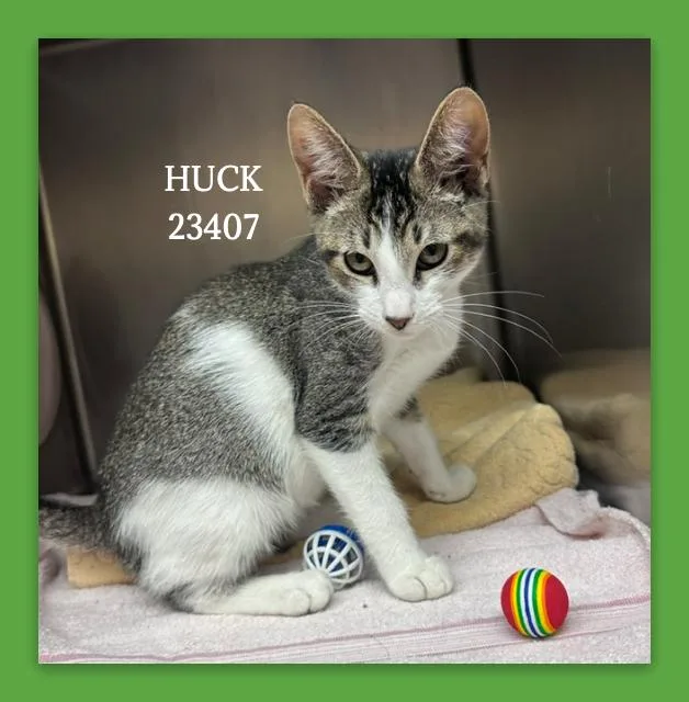 Huck thumbnail 3