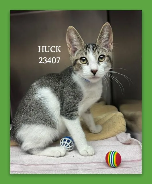 Huck thumbnail 4