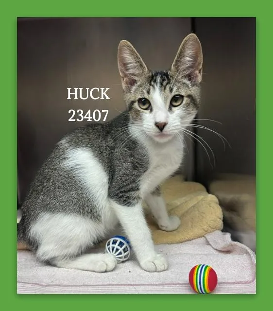 Huck thumbnail 5