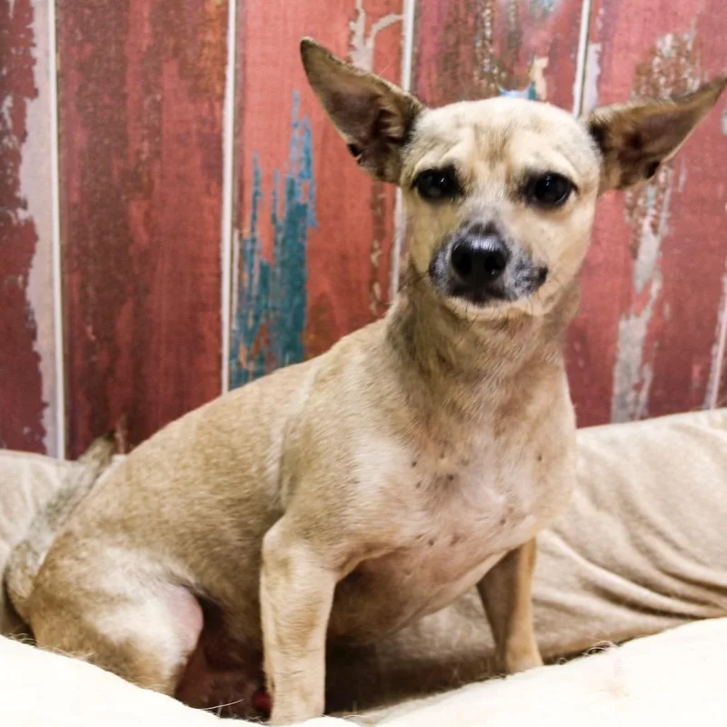 An adult small-sized male Yellow / Tan / Blond / Fawn Chihuahua dog named Nutmeg for adoption in Casa Grande, AZ