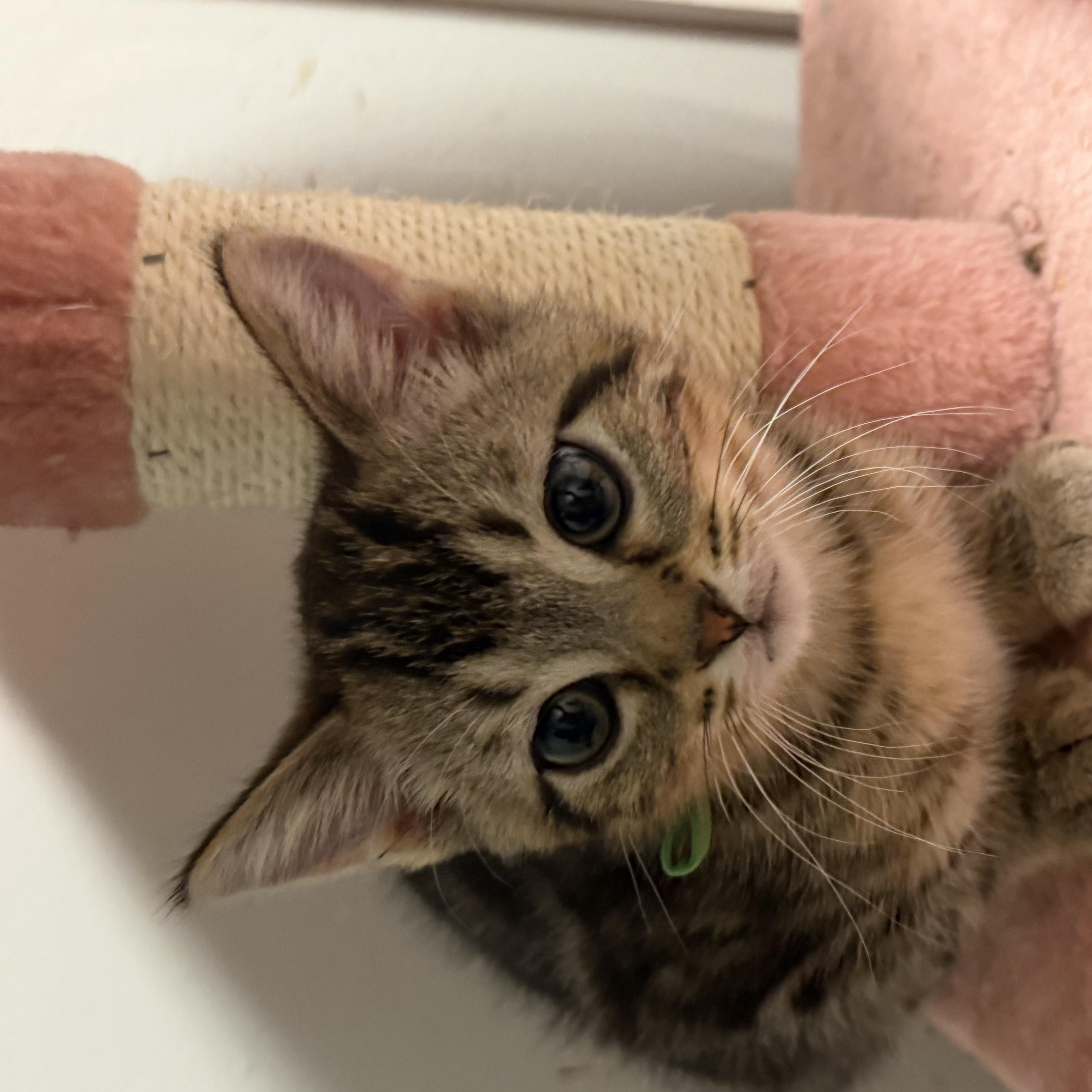 A baby small-sized male Bengal cat named Maurice for adoption in Palatine, IL