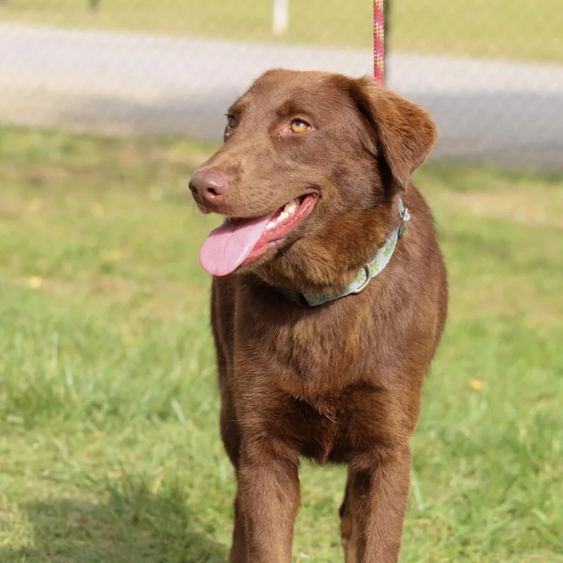 A young medium-sized female Brown / Chocolate Chocolate Labrador Retriever dog named Slim for adoption in Columbia, SC