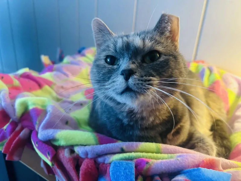 An adult small-sized female Domestic Short Hair cat named Sweety Bird for adoption in Forest Lake, MN