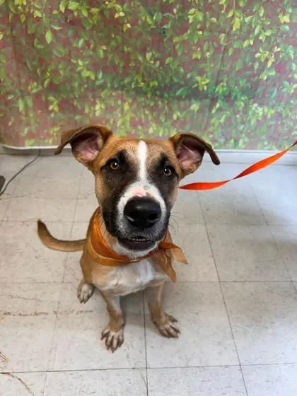 An adult large-sized male Shepherd dog named Pickle for adoption in San Antonio, TX