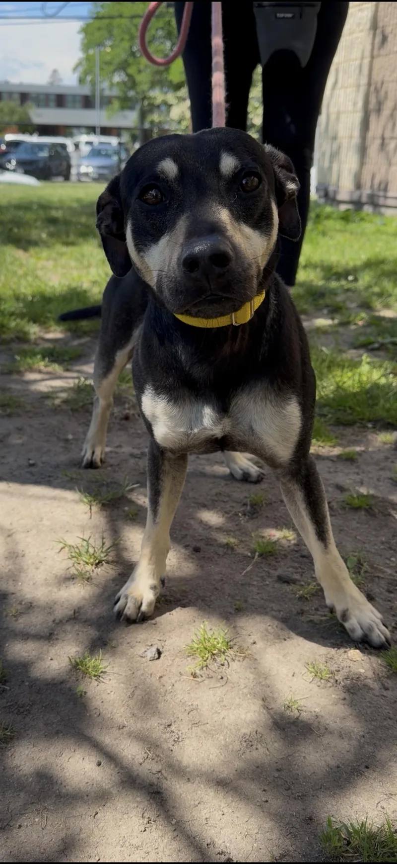 An adult small-sized male Black Feist dog named Bullet for adoption in Wantagh, NY