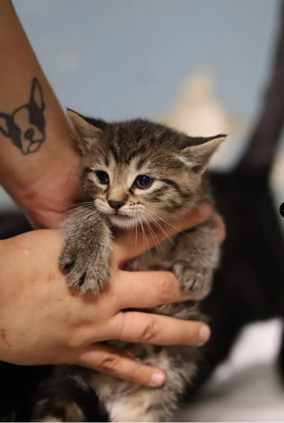 A baby medium-sized male Tabby (Brown / Chocolate) Domestic Short Hair cat named Louis for adoption in Chicago, IL
