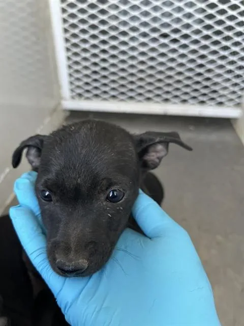A baby small-sized female Mixed Breed dog named Rose for adoption in Bakersfield, CA