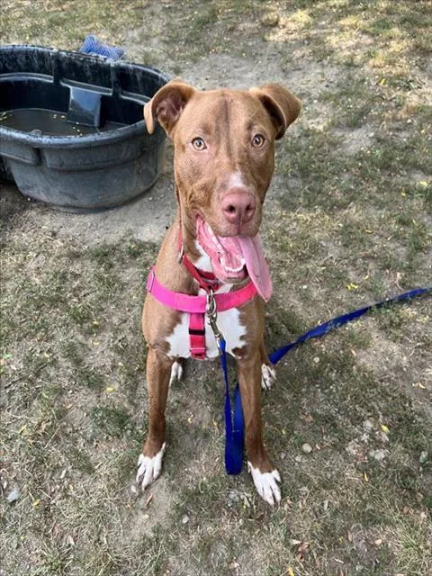 A young small-sized female Pit Bull Terrier dog named Nyla for adoption in Methuen, MA