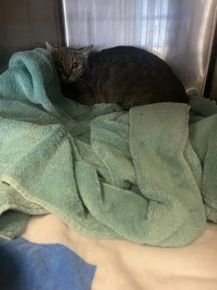 An adult large-sized female Domestic Short Hair cat named Suicune for adoption in Chamblee, GA