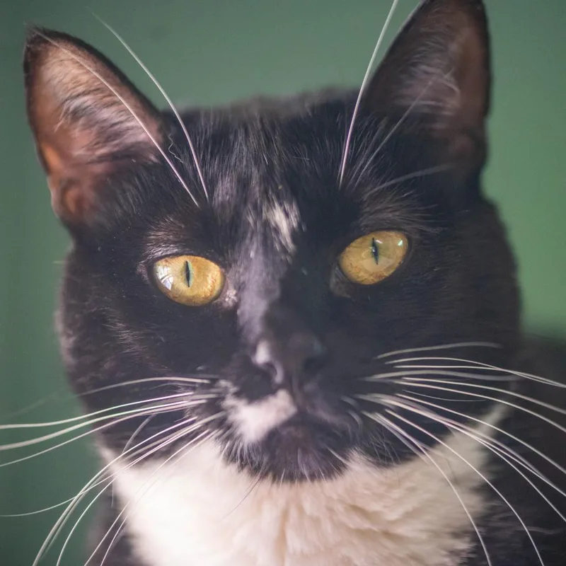 An adult large-sized female Black Domestic Short Hair cat named Olive for adoption in Decatur, GA