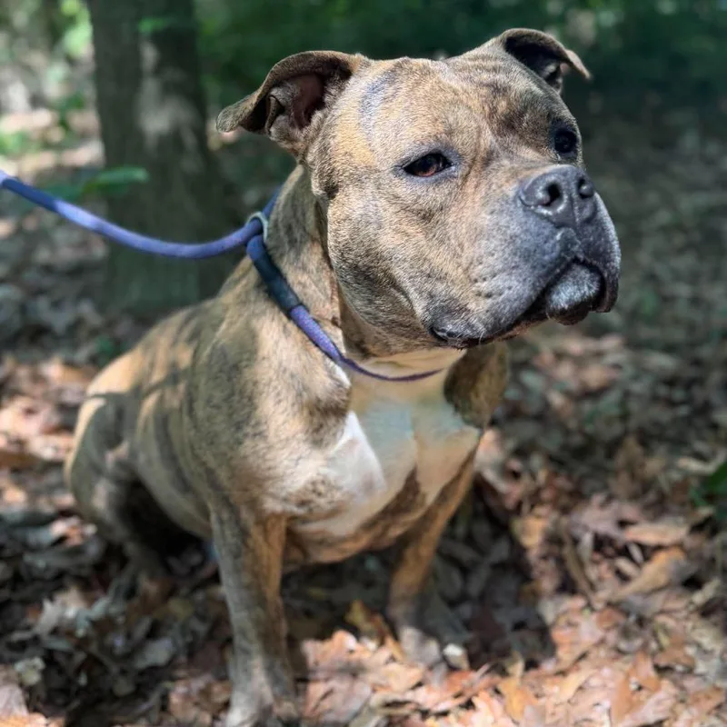 An adult medium-sized female Brindle American Staffordshire Terrier dog named Martha May for adoption in Long Island City, NY