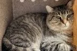 A young large-sized male Domestic Short Hair cat named Thomas the Alley Cat for adoption in Redmond, OR