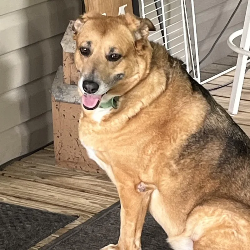 A senior large-sized female Yellow / Tan / Blond / Fawn Mixed Breed dog named Sadie for adoption in Gulfport, MS