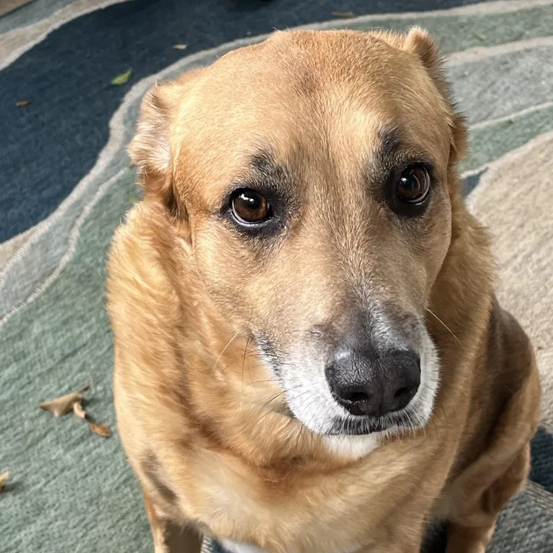 Sadie thumbnail 4