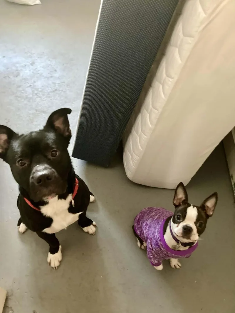 Bowie!!! thumbnail 2