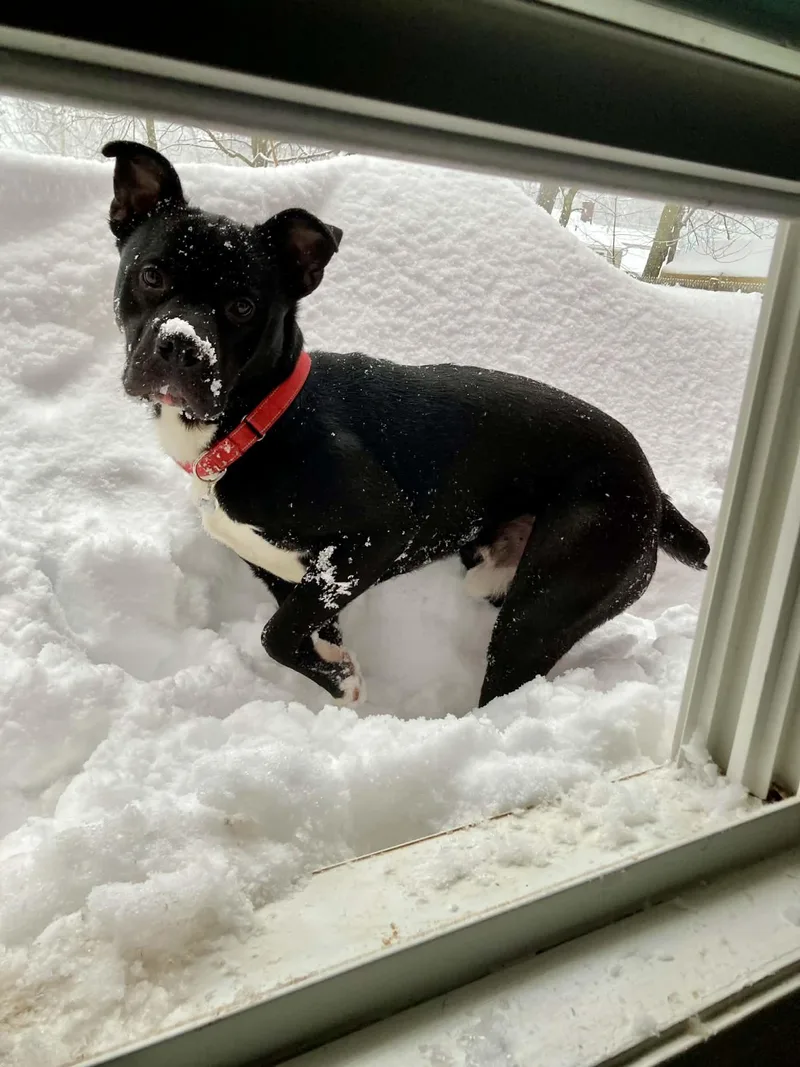 Bowie!!! thumbnail 3