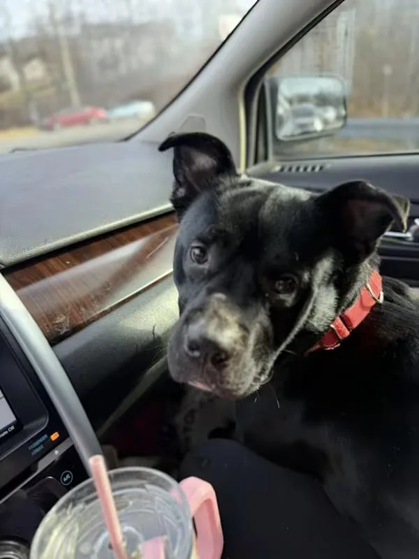 Bowie!!! thumbnail 5