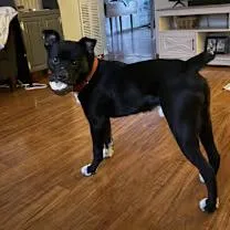 Bowie!!! thumbnail 6