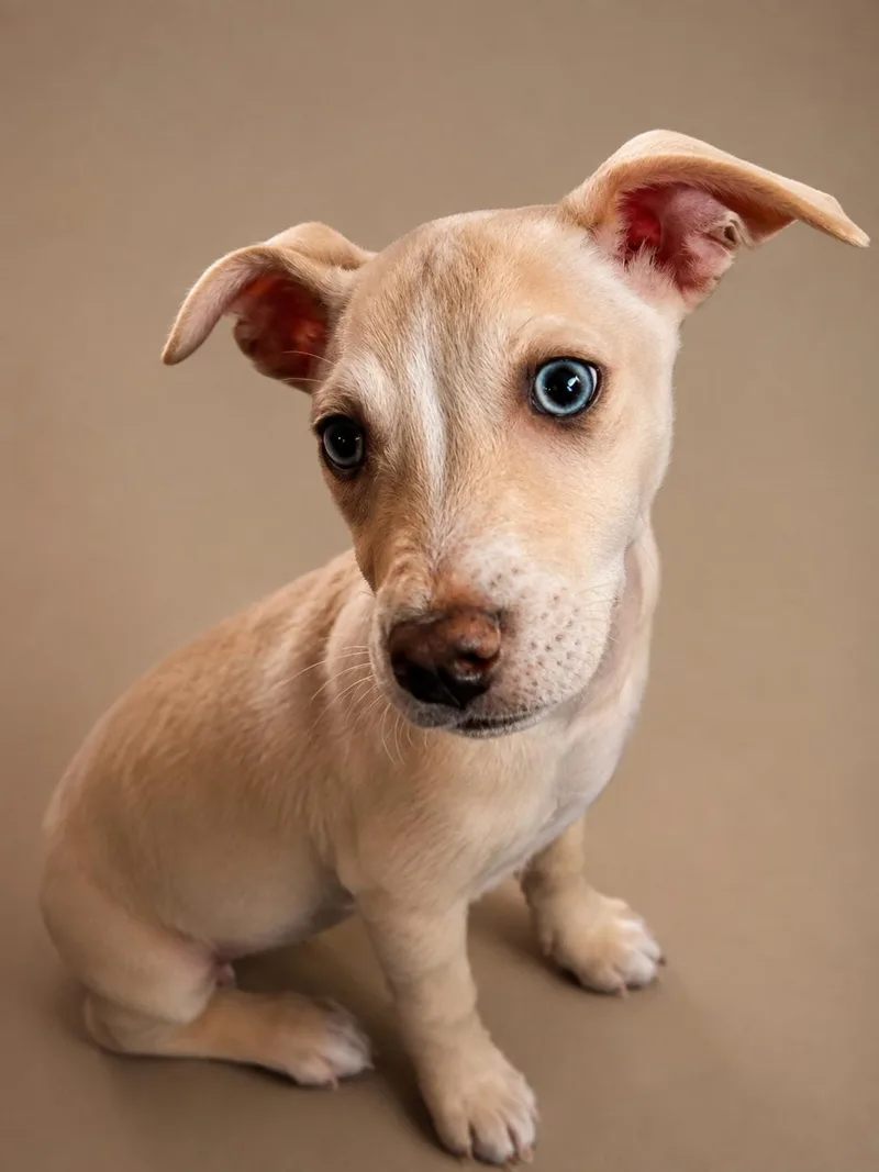A baby small-sized female Apricot / Beige Chiweenie dog named Piper for adoption in Cleveland, TX