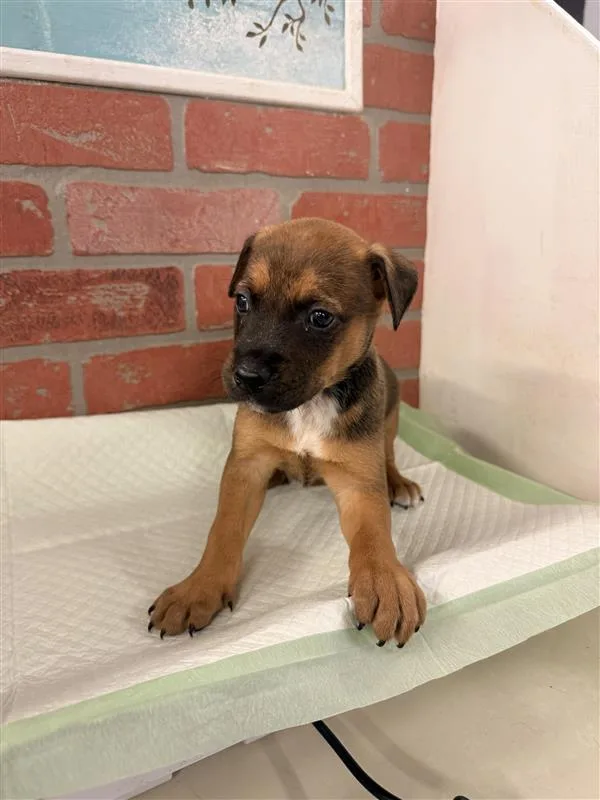 A baby small-sized female Labrador Retriever dog named Tinks for adoption in Houston, TX