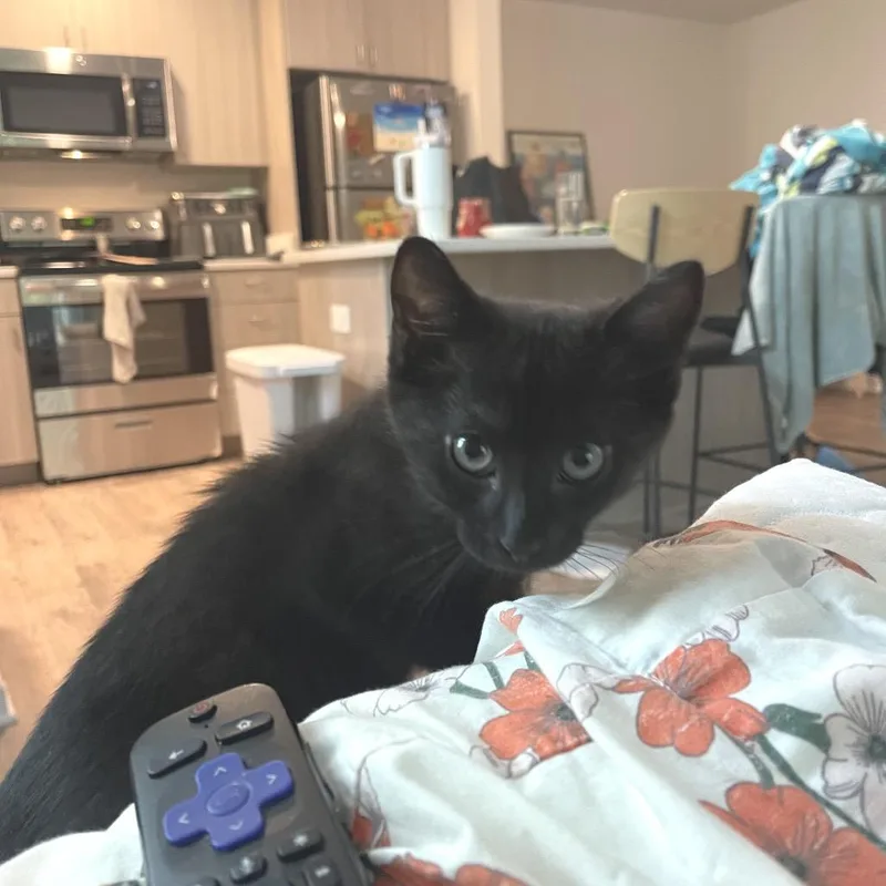 A baby small-sized male Black Domestic Short Hair cat named Cole A for adoption in SANTA ROSA BEACH, FL