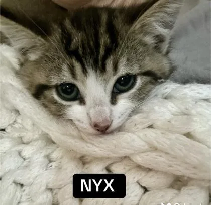 A baby small-sized female Domestic Short Hair cat named Nyx for adoption in Sacramento, CA