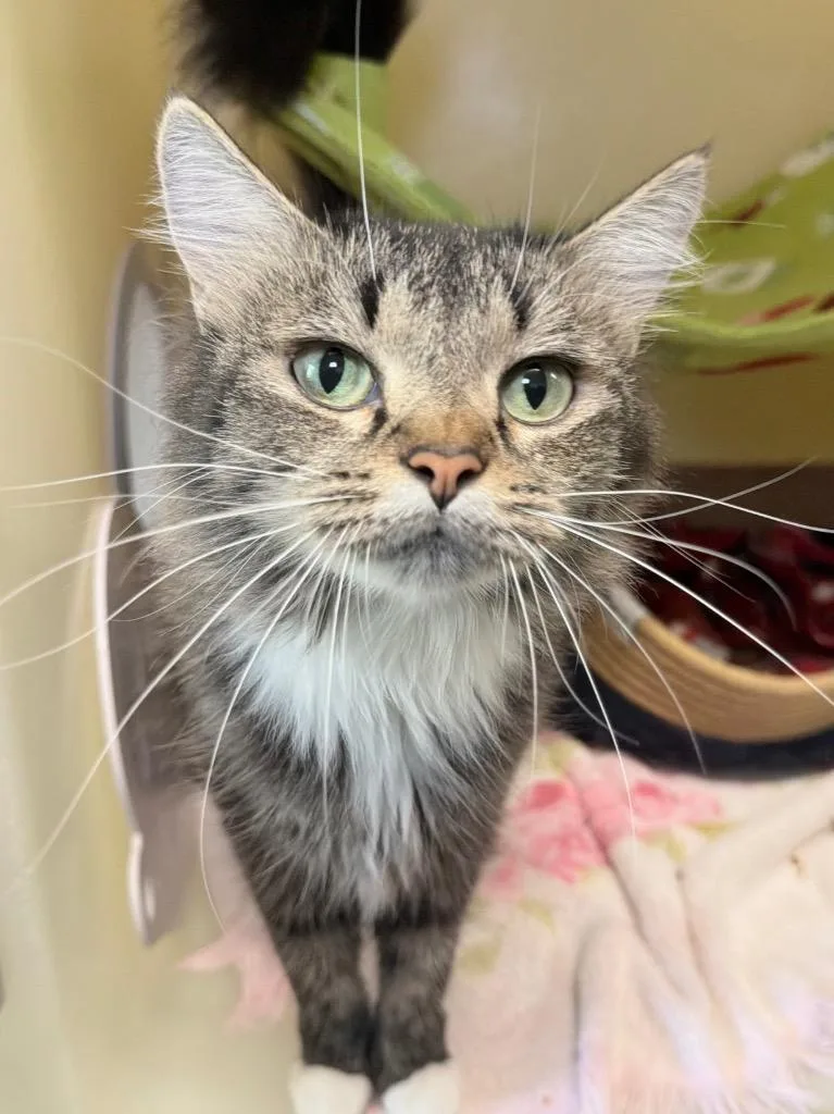 A young medium-sized female Domestic Medium Hair cat named Jayda for adoption in Menomonie, WI
