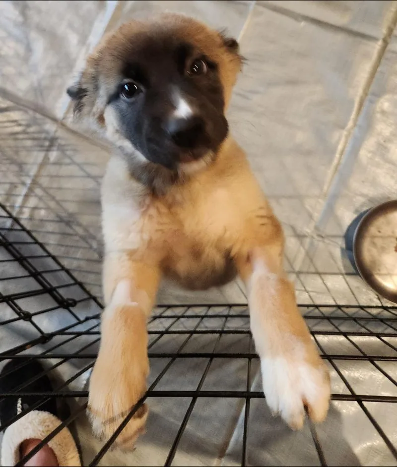 A baby medium-sized female Shepherd dog named Brette for adoption in Thompson Falls, MT