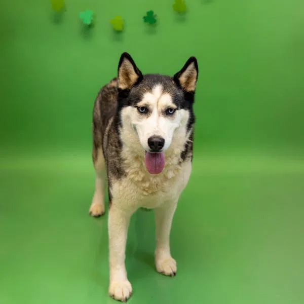 An adult medium-sized female Siberian Husky dog named Pen D Nova for adoption in Lawrenceville, GA