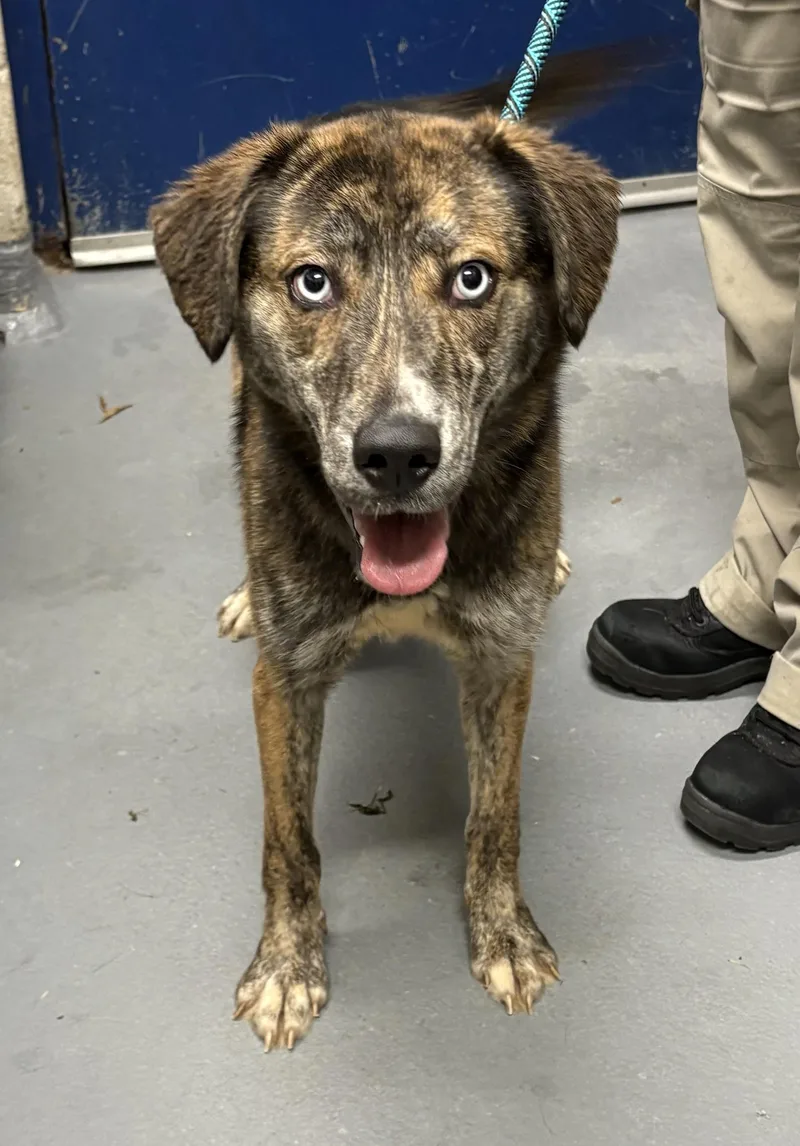A young medium-sized female Husky dog named Popcorn for adoption in Ashland, VA