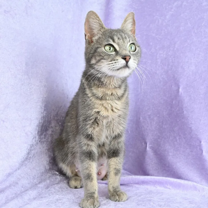 A young medium-sized female Gray / Blue / Silver Domestic Short Hair cat named Pastel for adoption in Mobile, AL