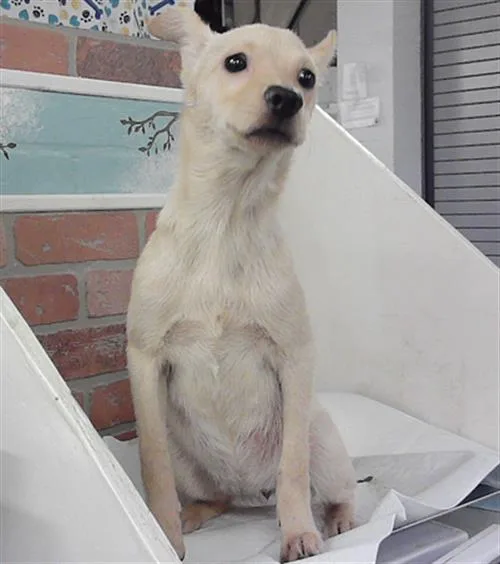 A baby medium-sized female Chihuahua dog named Stacey for adoption in Houston, TX