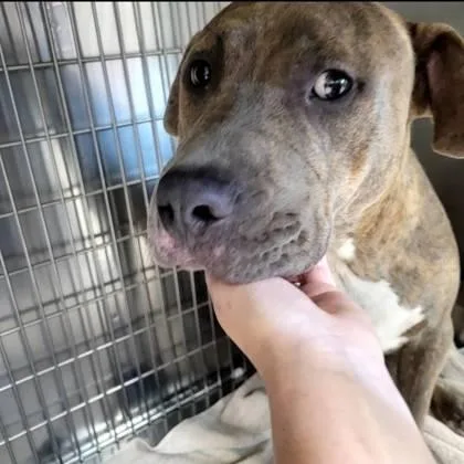 An adult large-sized male Mixed Breed dog named Smiles for adoption in Memphis, TN