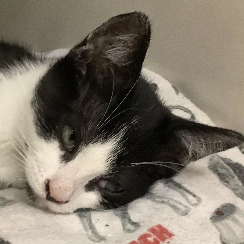A baby small-sized female Black Domestic Short Hair cat named Winnie for adoption in Redwood City, CA