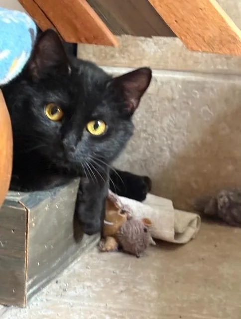 Ruby Valentina La Chatte thumbnail 2