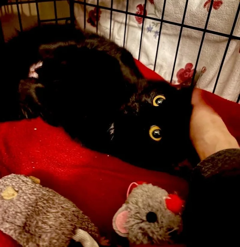 Ruby Valentina La Chatte thumbnail 3