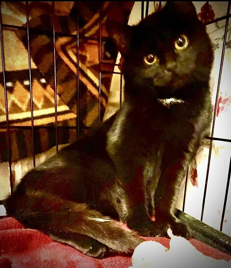 Ruby Valentina La Chatte thumbnail 4