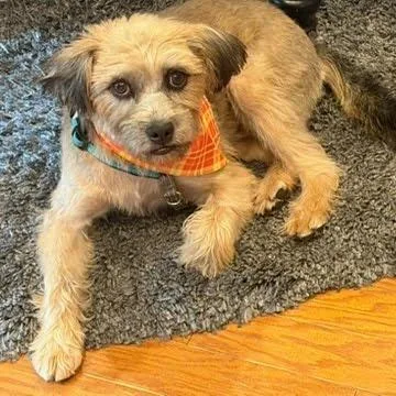 An adult small-sized male Yellow / Tan / Blond / Fawn Terrier dog named Benji for adoption in Normal, IL