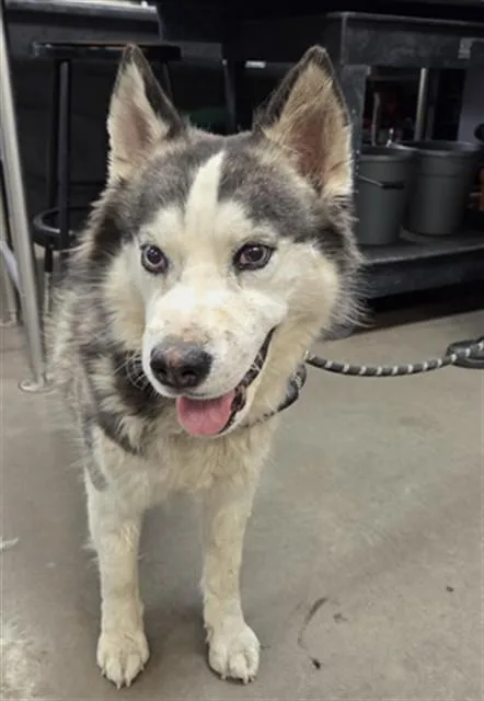 An adult large-sized female Husky dog named Hula Hoop for adoption in Phoenix, AZ