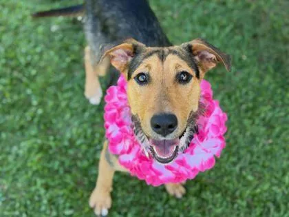 A young medium-sized female Black Hound dog named Kolea for adoption in Sacramento, CA