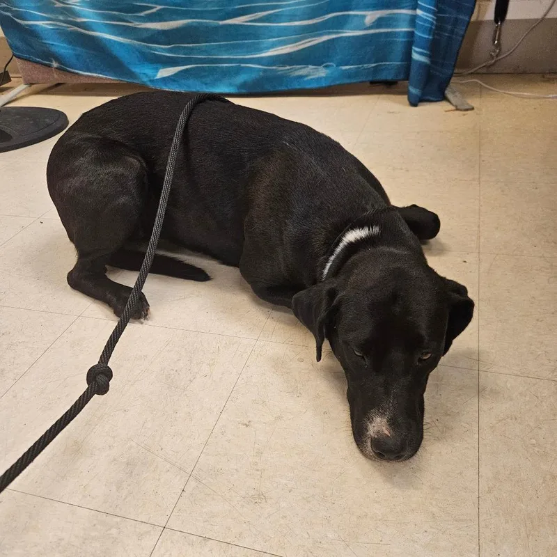 An adult large-sized female Black Mixed Breed dog named Shi for adoption in Lake Panasoffkee, FL
