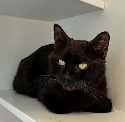 An adult large-sized male Black Domestic Short Hair cat named Mio for adoption in Mason City, IA