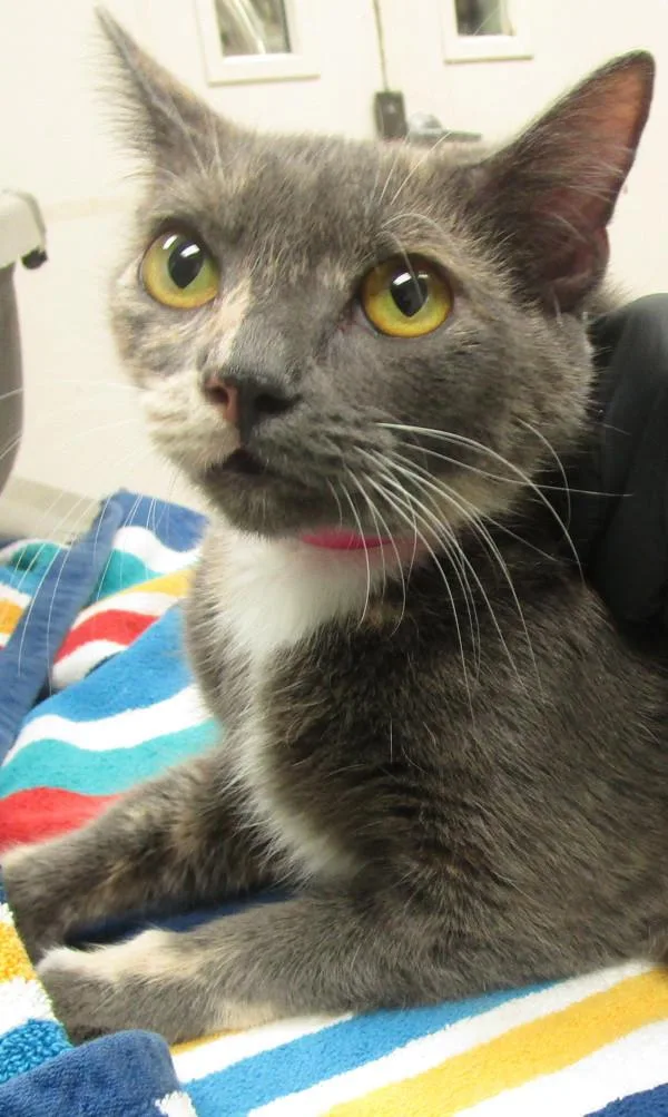 An adult medium-sized female Domestic Short Hair cat named Princess for adoption in Marietta, GA